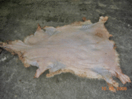 Vega Piel